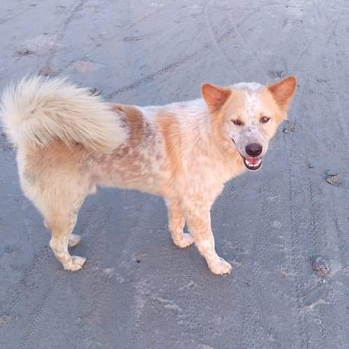 Country Dog in a lonely Island