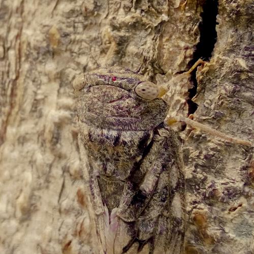 insect