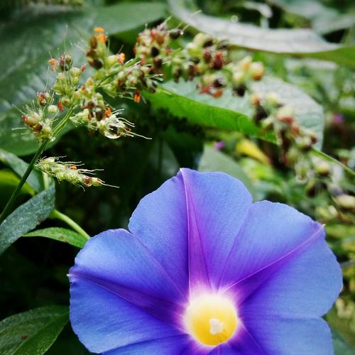 Lavender Flower