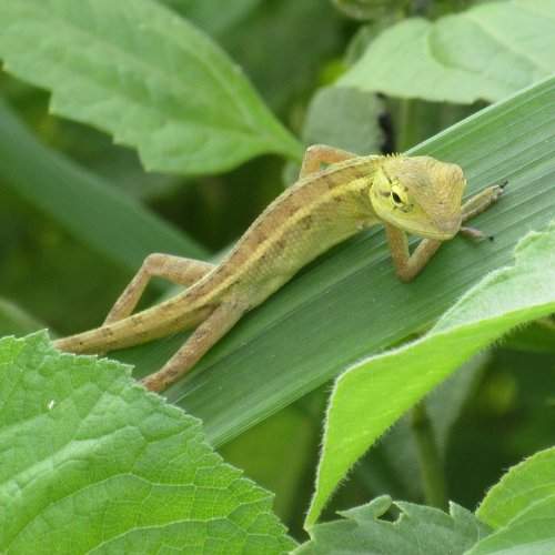 posture of lizard