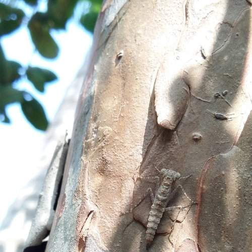 unkown species of insect