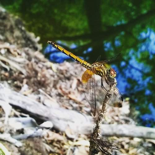 crimson marsh glider
