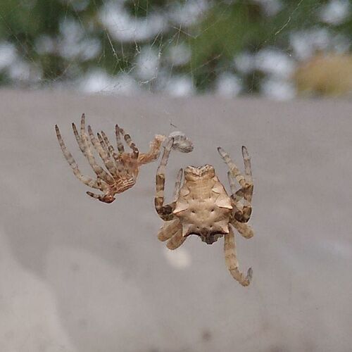 Wild spider