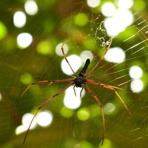 Giant spider