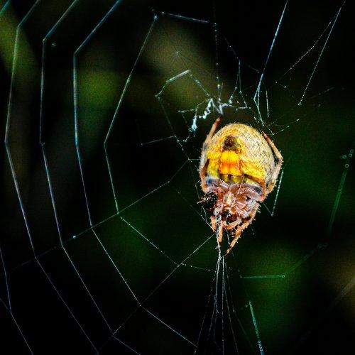 Wild spider