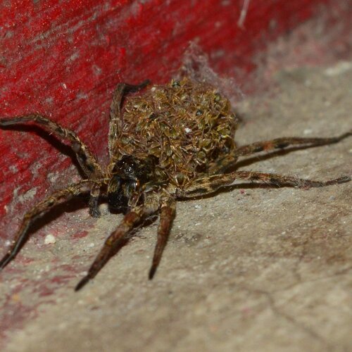 Wolf spider