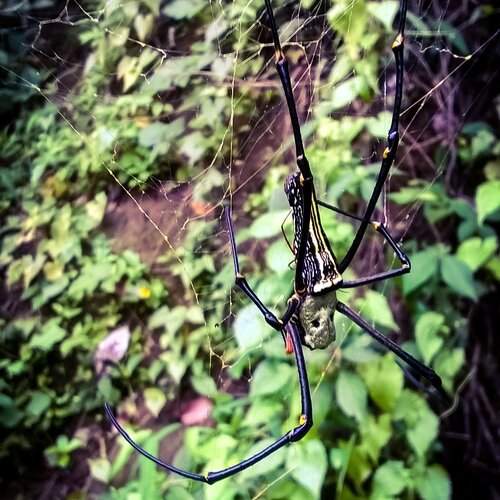Rain forest spider