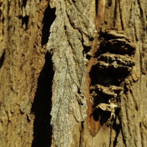 Tree bar