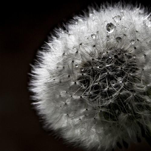 Photo #2025444