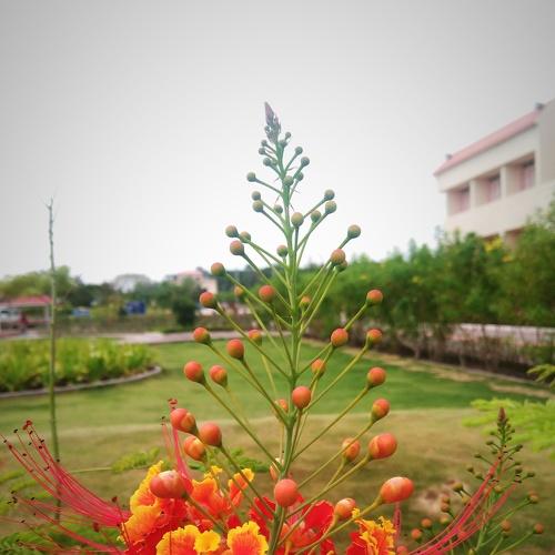 Peacock Flower
