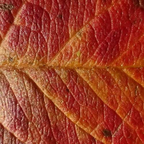 Colors of Autumn