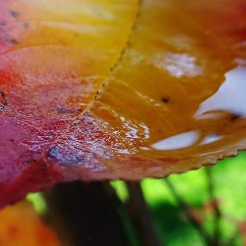 Leaf