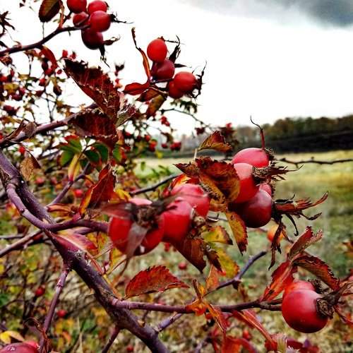 Photo #2026145