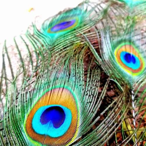 Peacock feathers