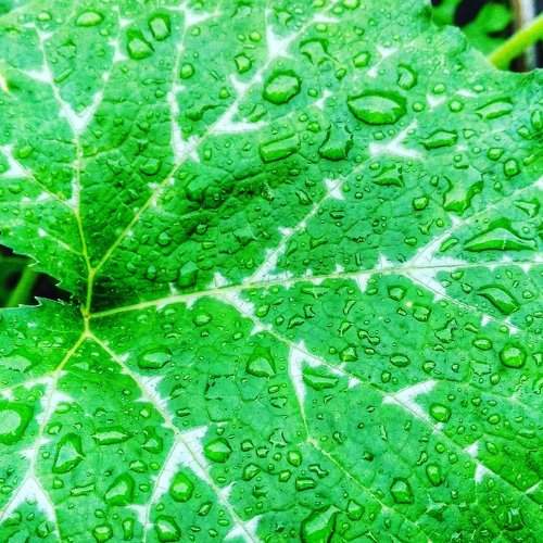 Drops on Leave
