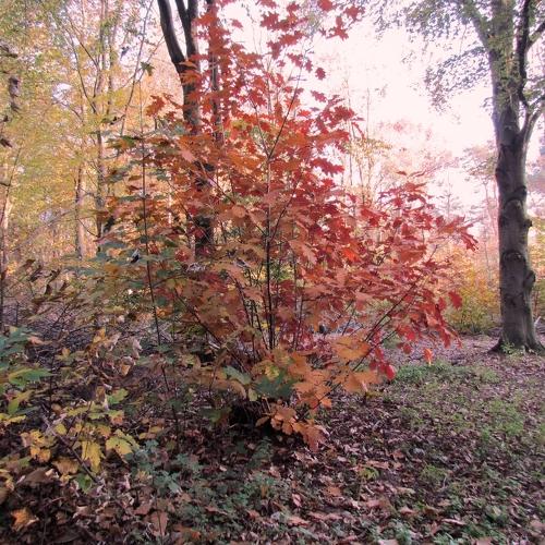 autumn tree