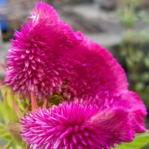 Cockscomb Macro