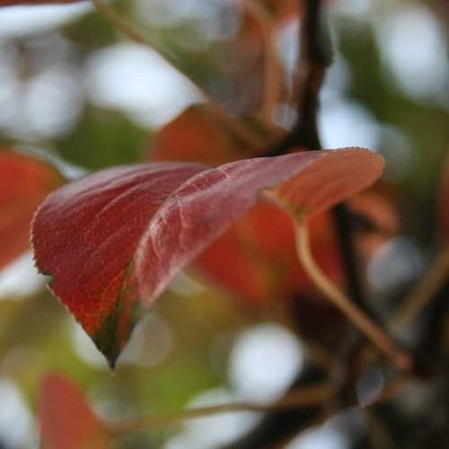 Colors of Autumn
