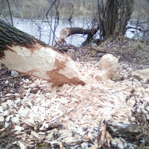 Photo #2029890