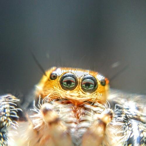 reflection in the eyes of spider