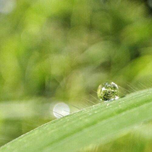 World in a drop of dew