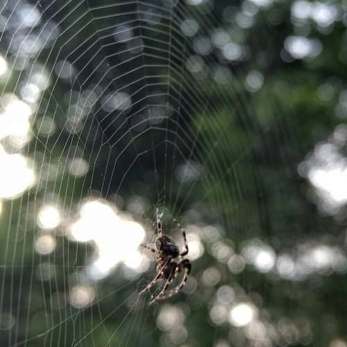 Webbed