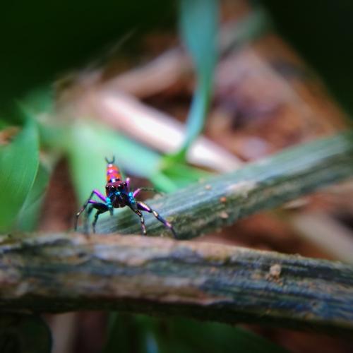 Colourful spider