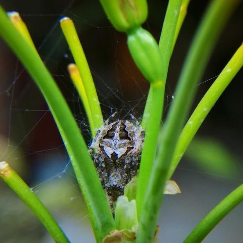 Spider