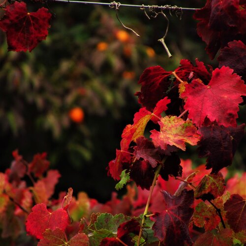 The red autumn