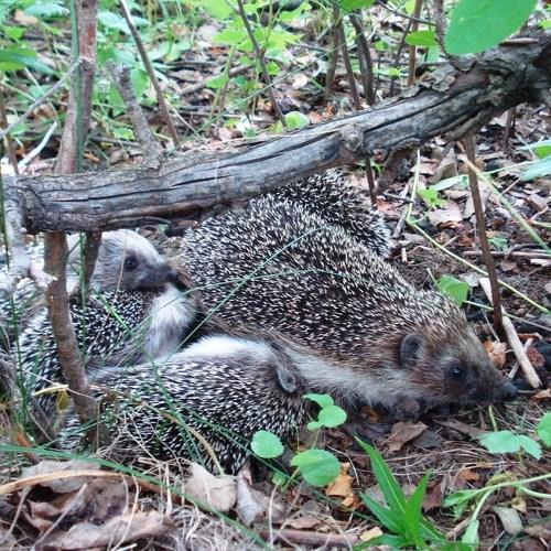 под старой яблоней в саду