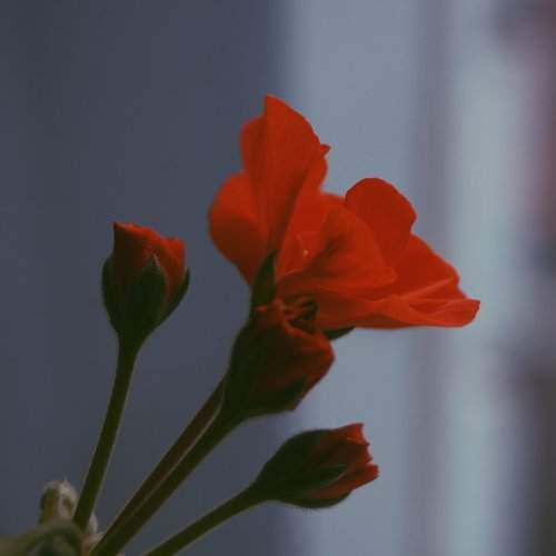 Red flower