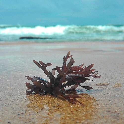 Plant of sea