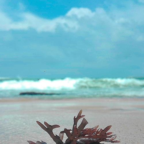Sea plant
