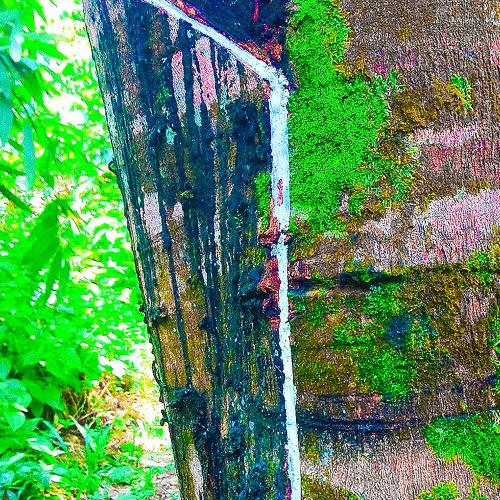 Rubber tree