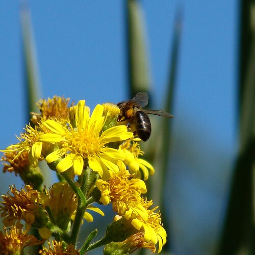 bees