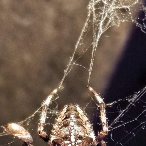 Amazing spider