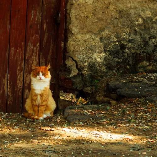 Autumn mimicry