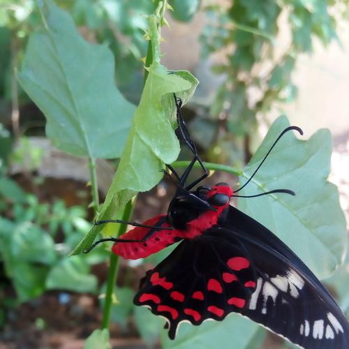 Black & red combo