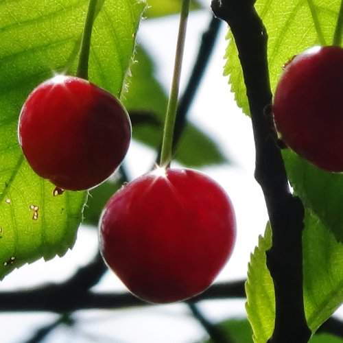 Cherries