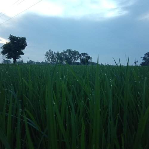 Paddy Field -Evening -BLIZZ