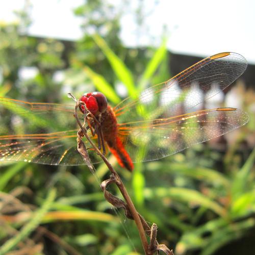 Beauty of Dragonfly