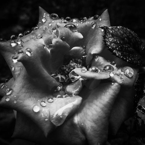 Rose after rain