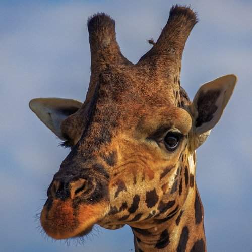 Eye contact with Rothschild's giraffe