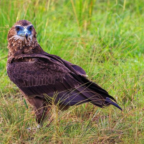 Eagle