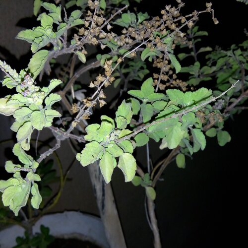 Tulsi plant