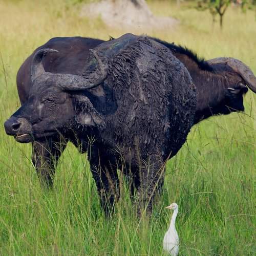 Wild buffalos