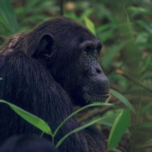Chimpanzee