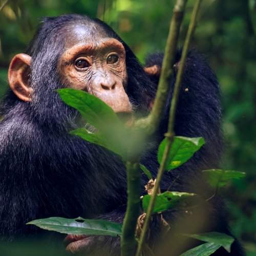 Juvenile Chimpanzee