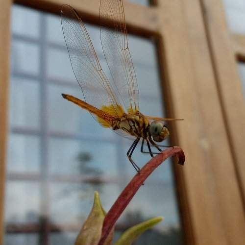 Dragon fly