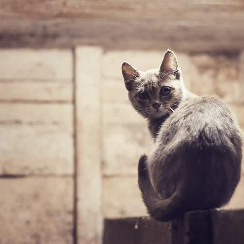 Котэ